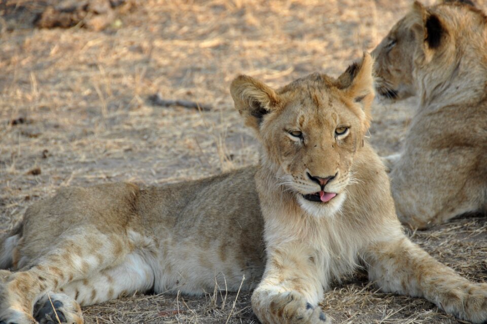 Wildlife wild young
