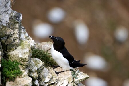 Animal rock seabird photo