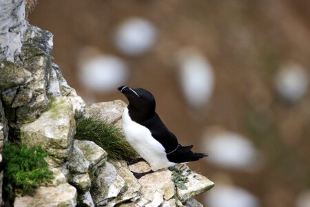 Animal rock seabird