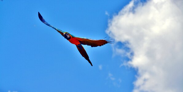 Bird colorful animal