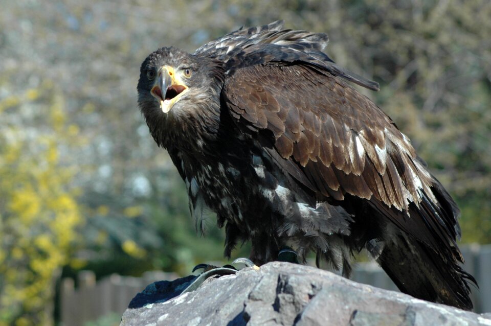 Eagle 4 raptor sitting