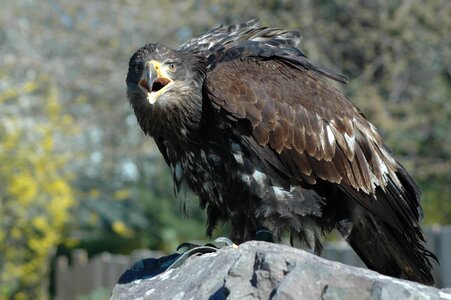 Eagle 4 raptor sitting photo