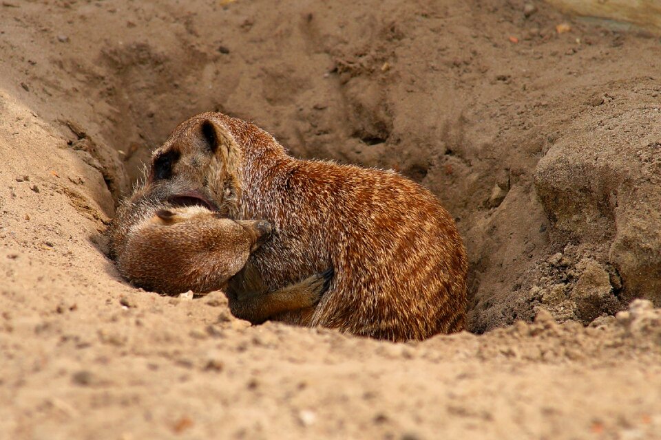 Mammal sweet funny
