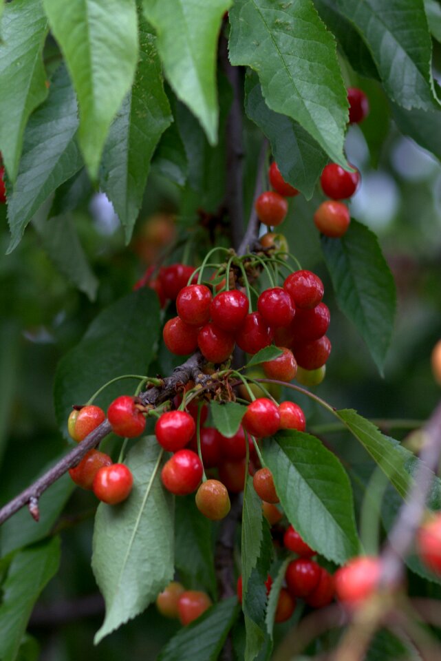 Casey red fruit