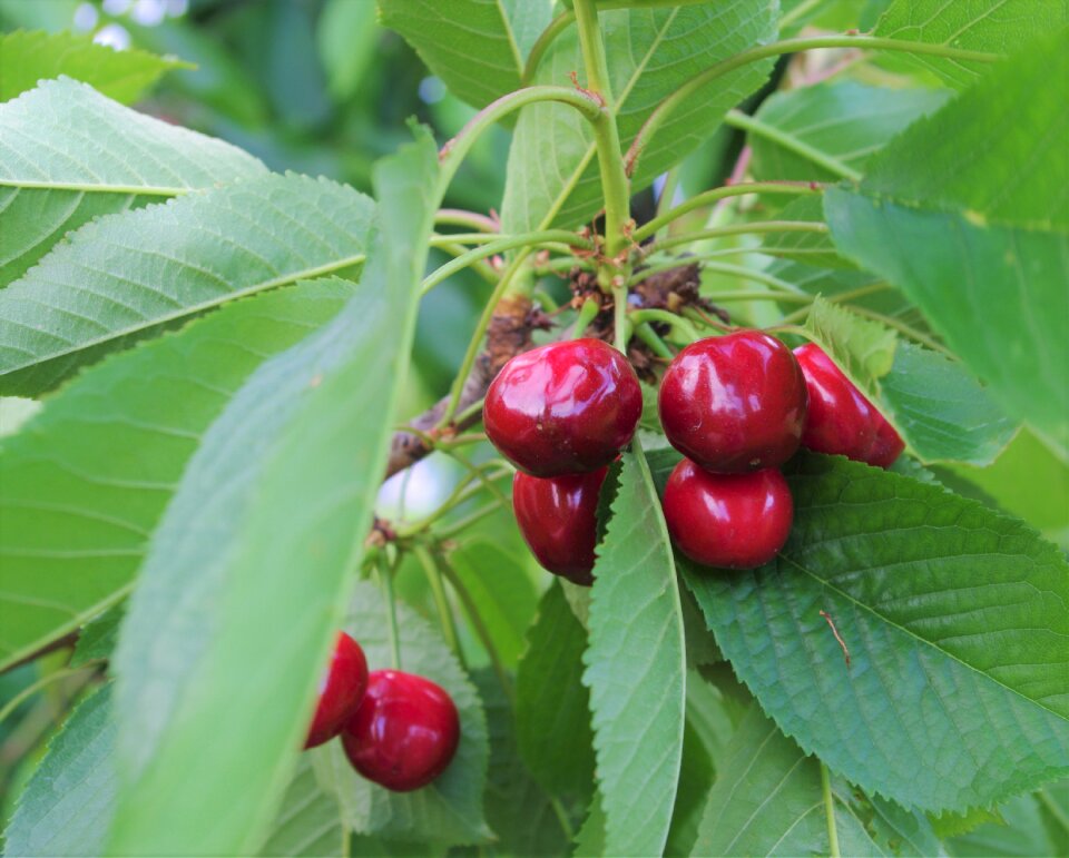 Fruit harvest cherry tree