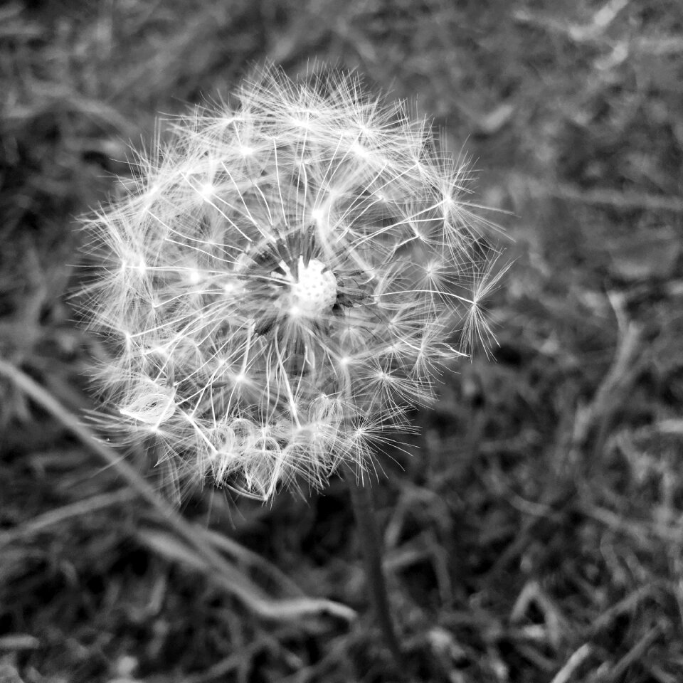 Green spring flower