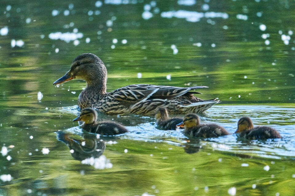 Young animal duck water