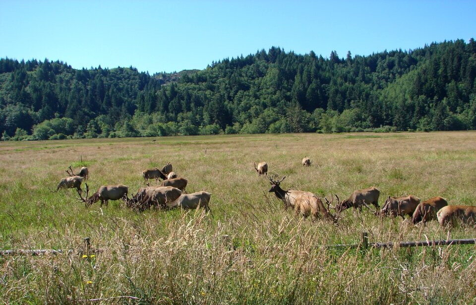 Herd antelope park