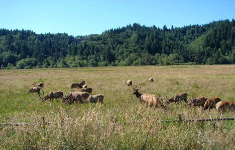 Herd antelope park