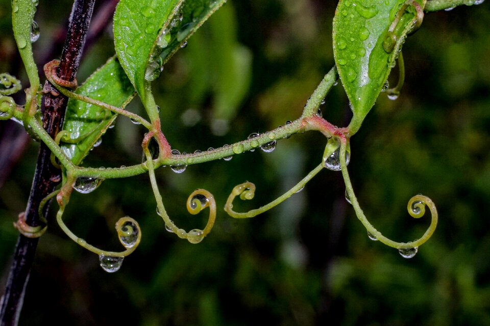 Nature water drops