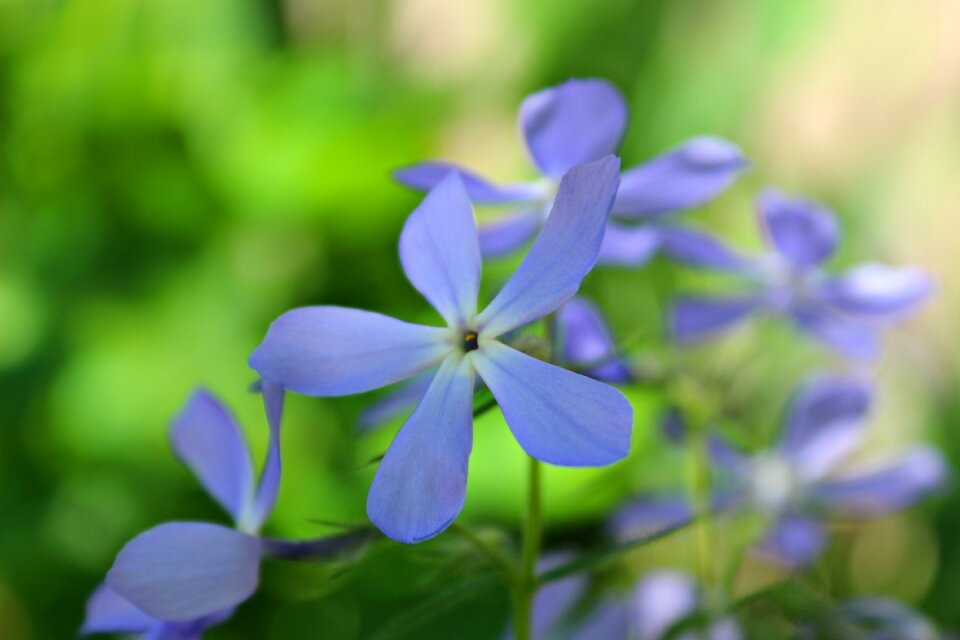 Green blue nature