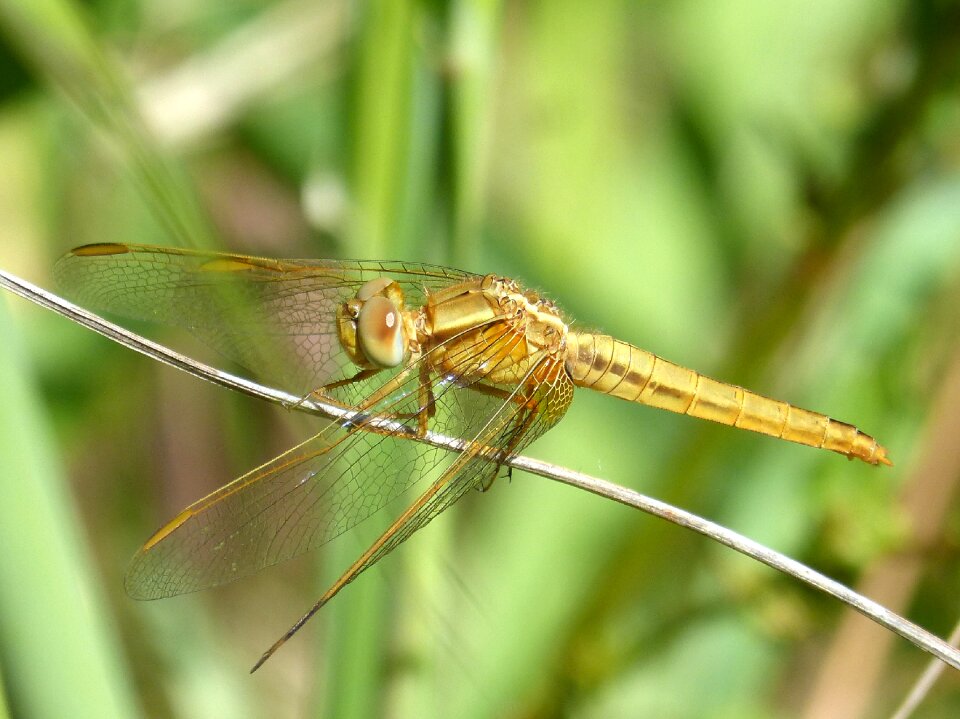 Sympetrum meridionale stem wetland
