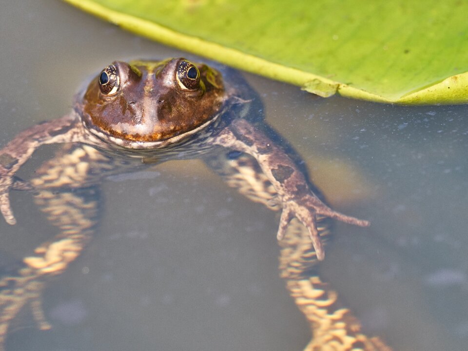 Toad water water lily photo