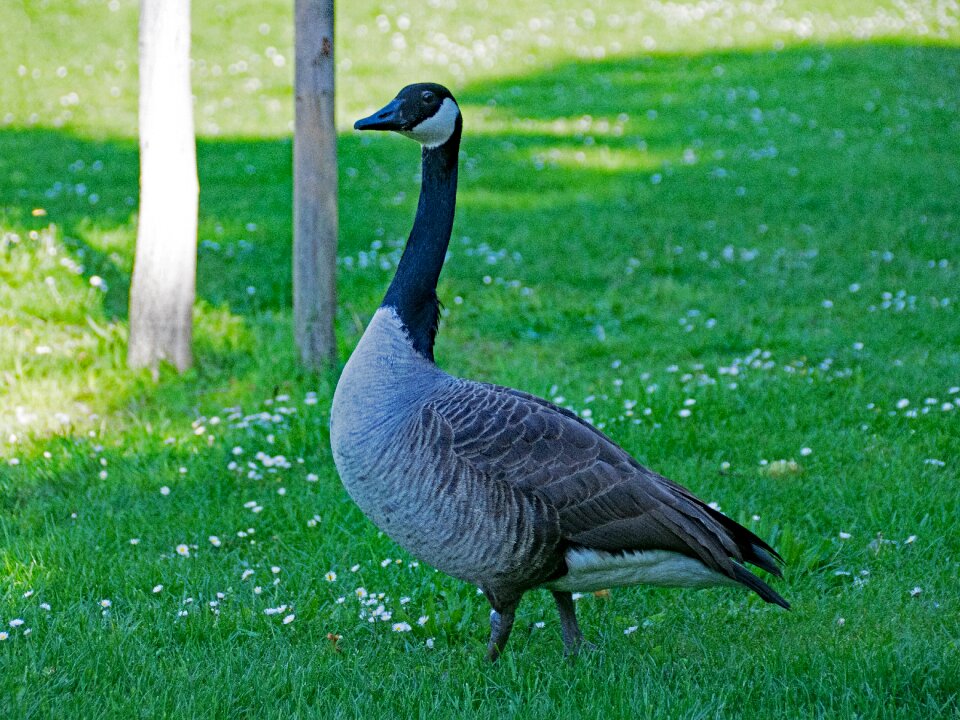 Canadensis canada geese bird photo