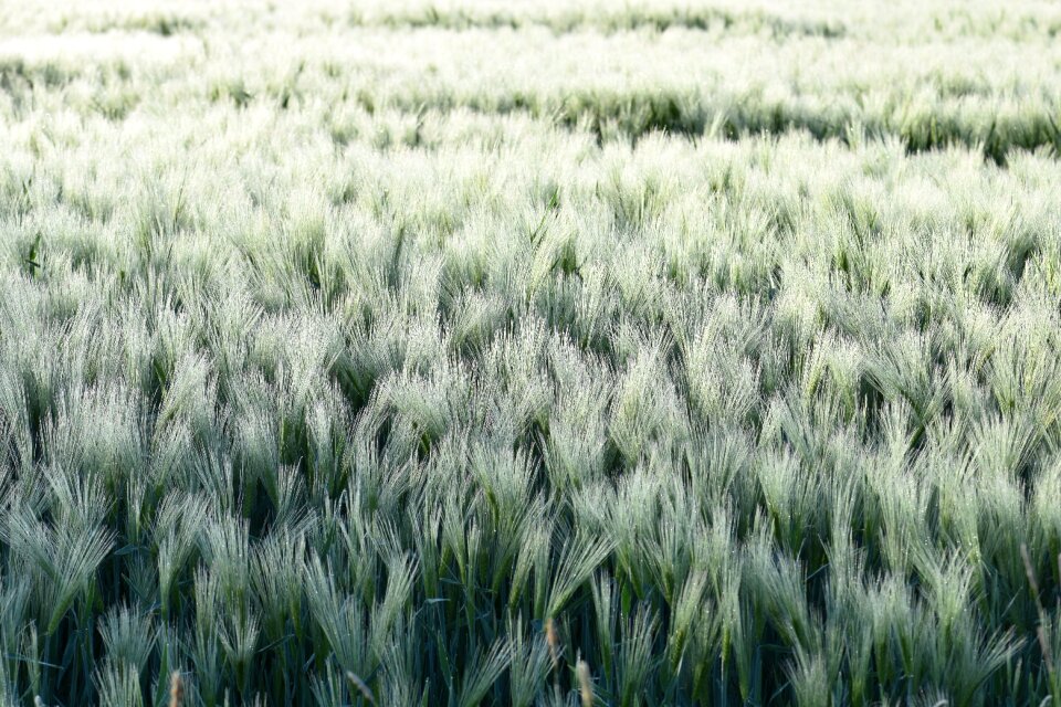 Nature vision agriculture