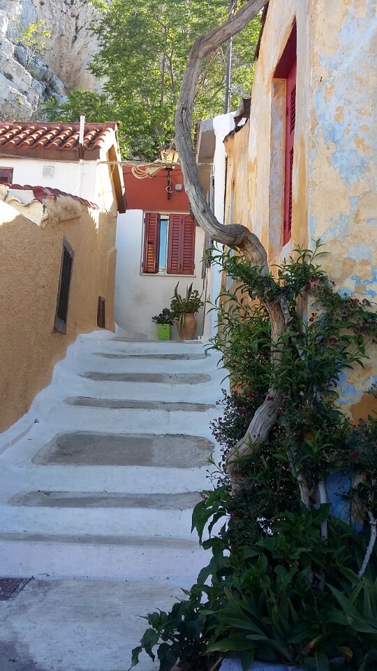 Plaka athens trees