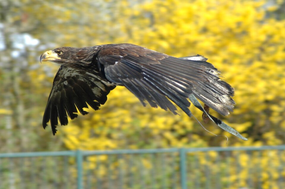 Eagle 1 raptor flying