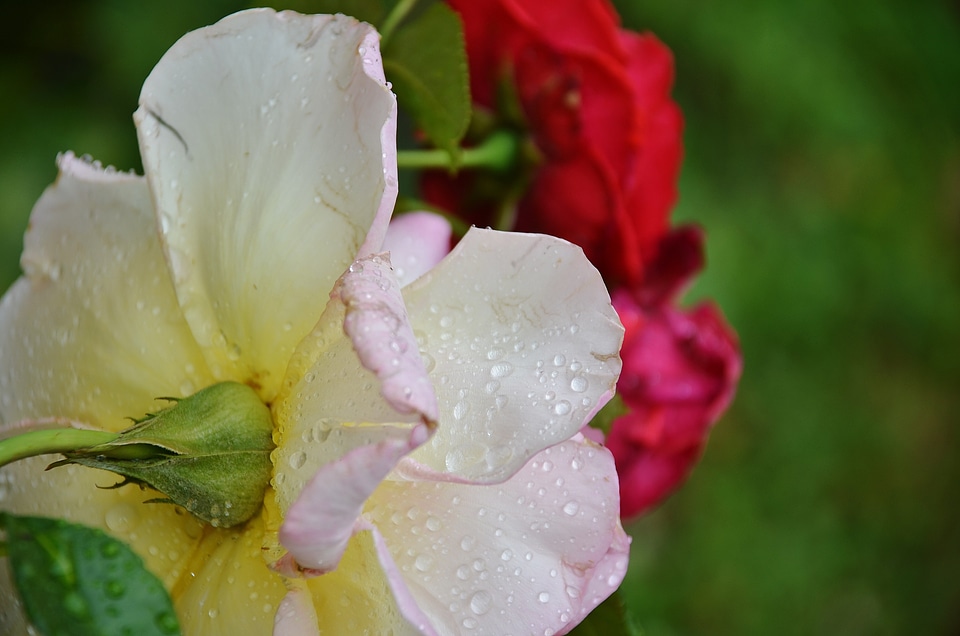 Drops petals white
