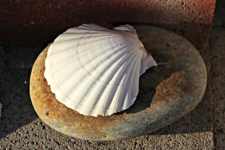 Ocean beach scallop photo