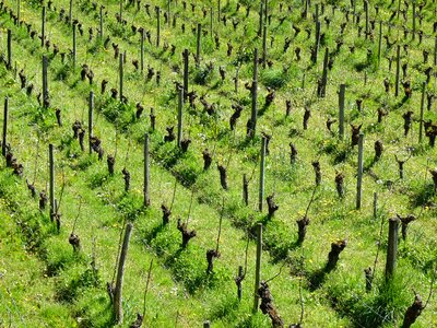 Green nature france photo