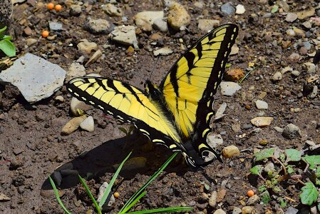 Swallowtail nature insect photo
