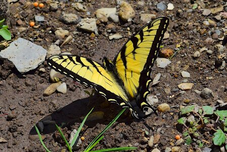 Swallowtail nature insect