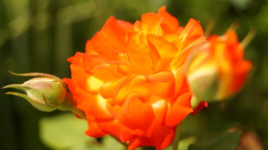 Rosa orange flowers