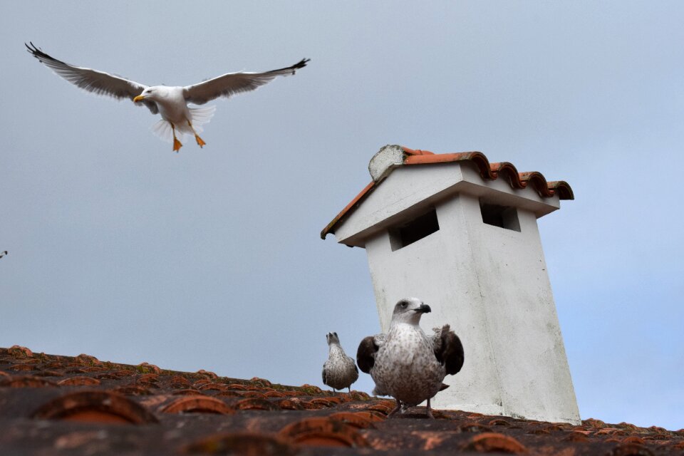Seagulls flying galicia