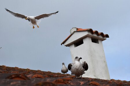 Seagulls flying galicia