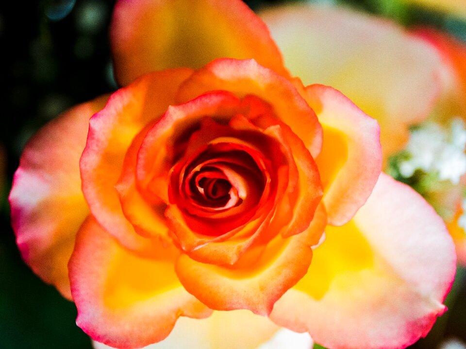 Orange flower rose blooms