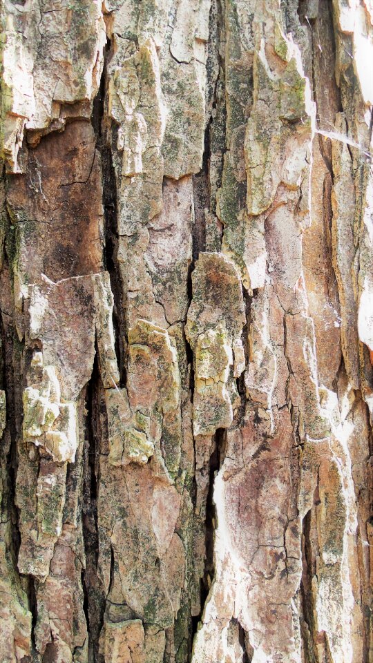 Bark tree structure
