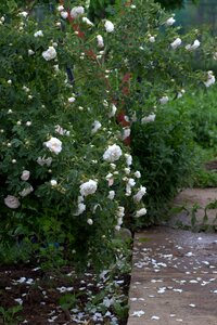 Bush petals message