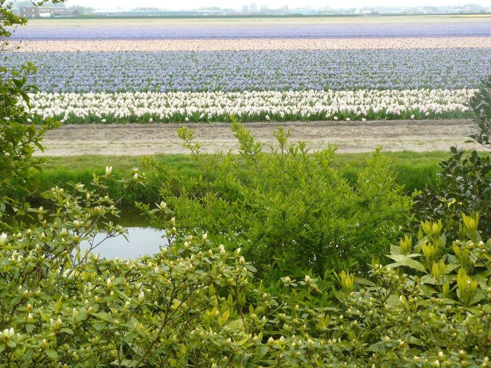 Tulips holland flower