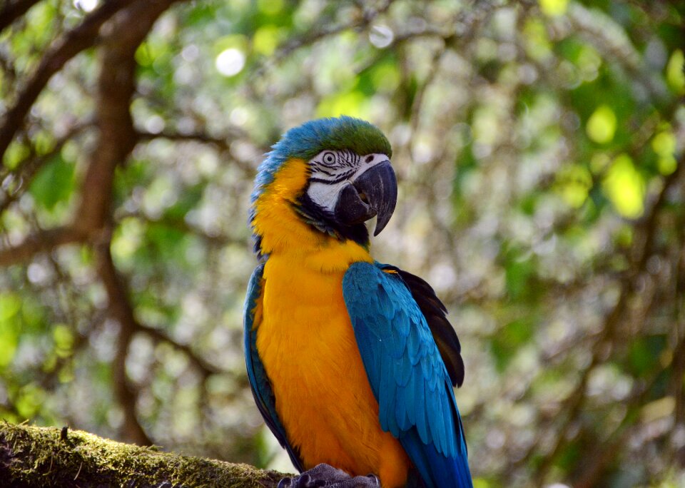 Yellow yellow breast animal