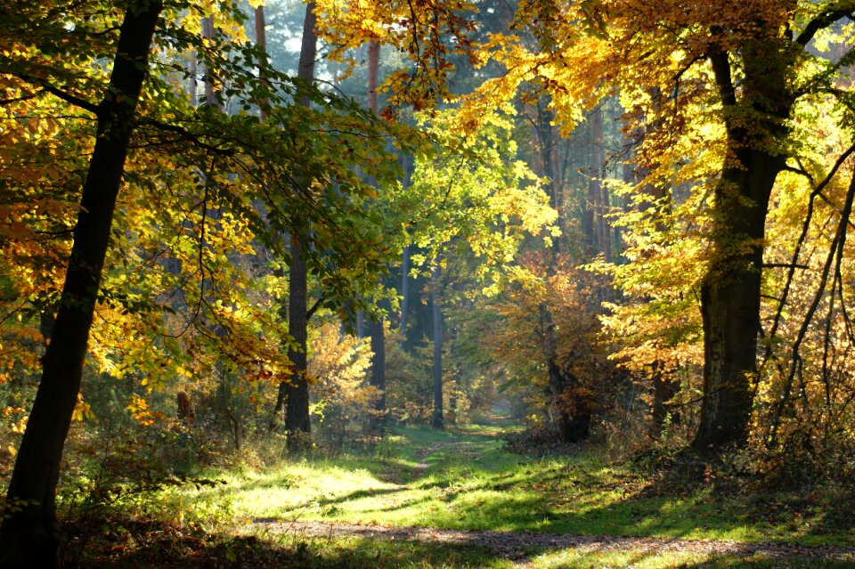 Away nature leaves