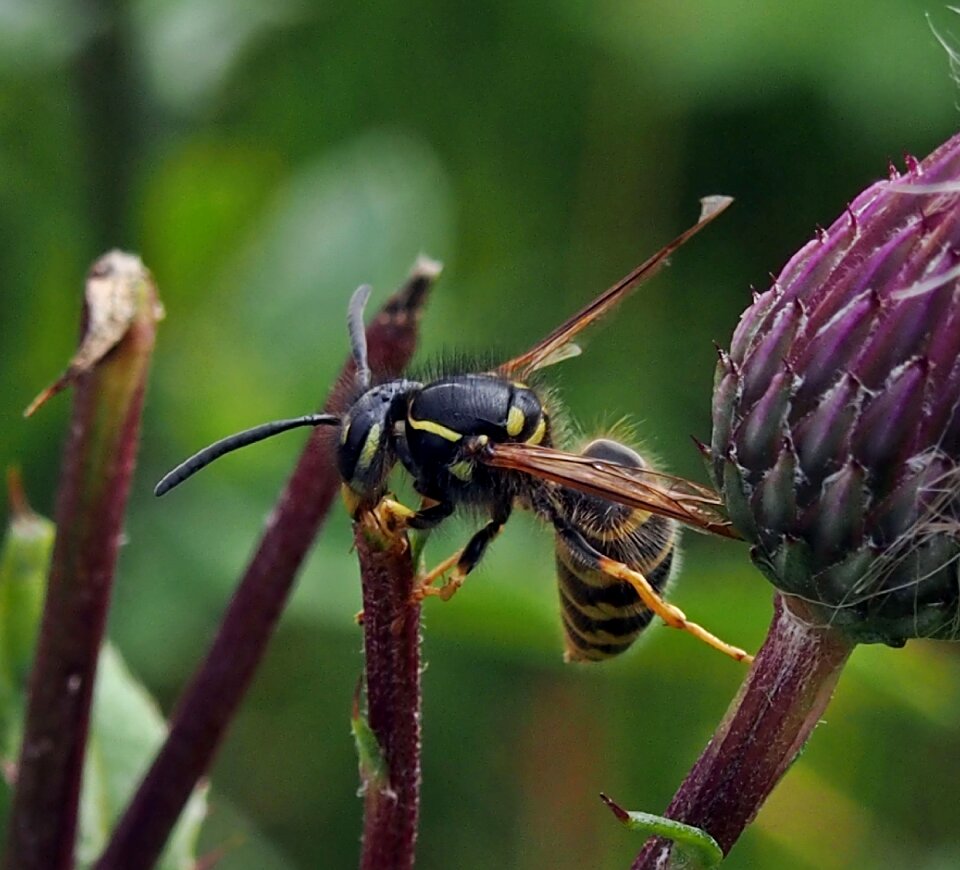 Insect nature summer
