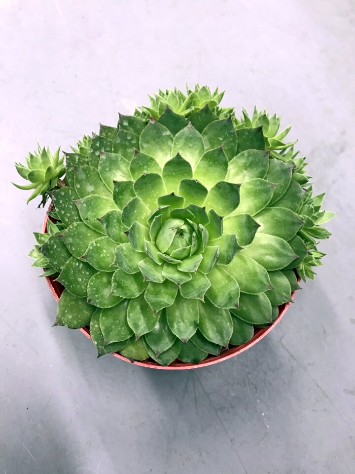 Garden green nature