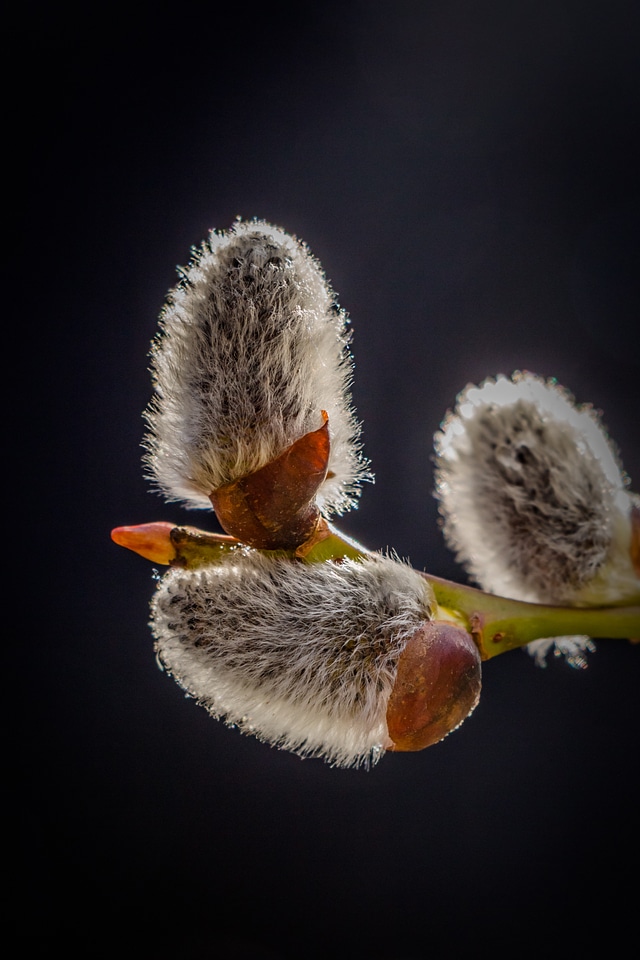 Plant fluffy spring