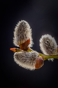 Plant fluffy spring