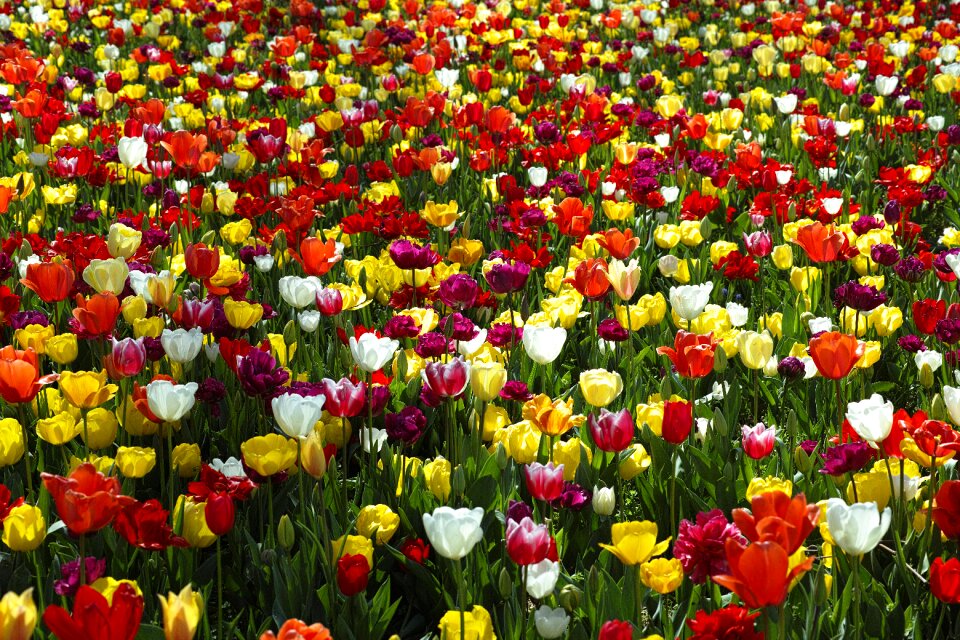 Flowers nature plant