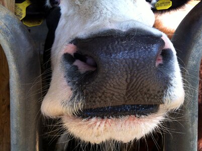 Cow nose close