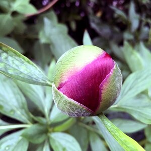 Flower plant nature
