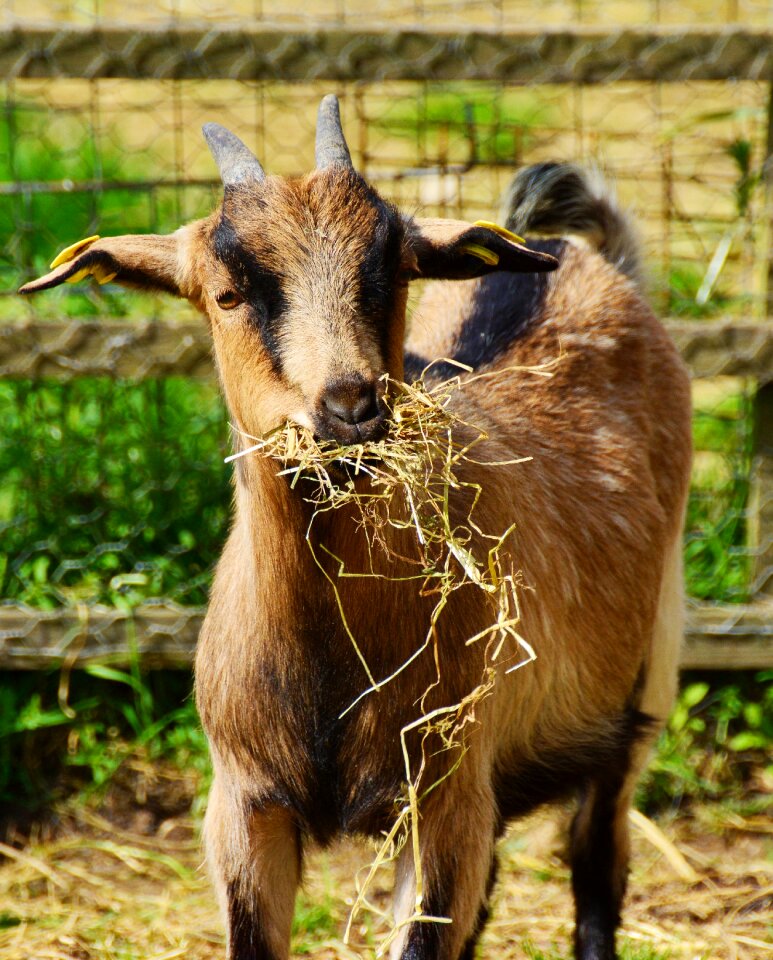 Farm eat animal world