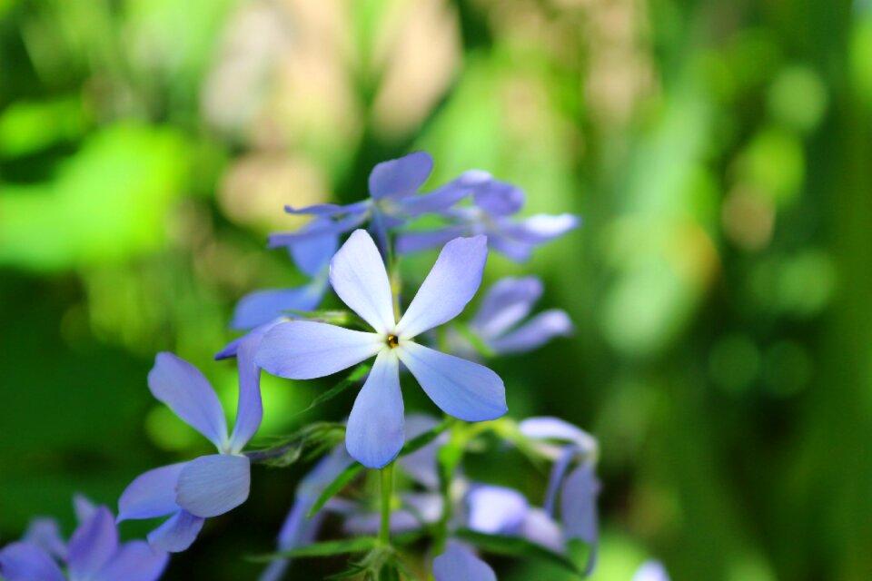 Green blue nature