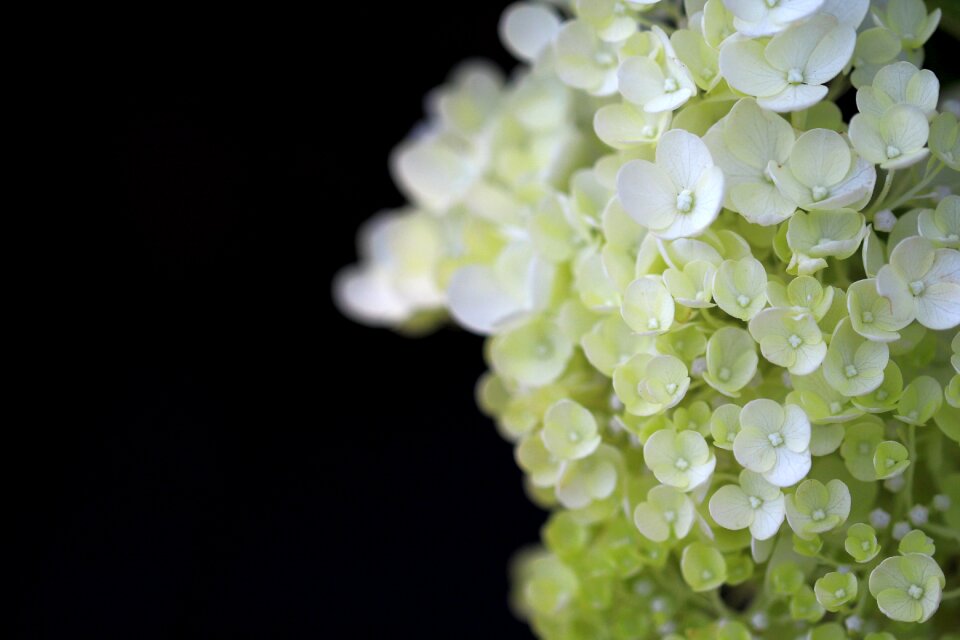 Petal plants nature