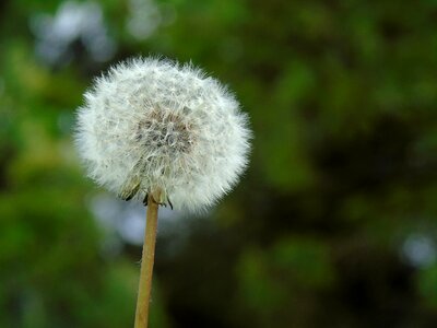 Asteraceae seeds nature