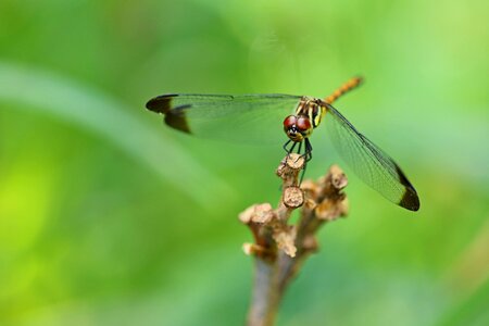 Dragonfly landscape park photo