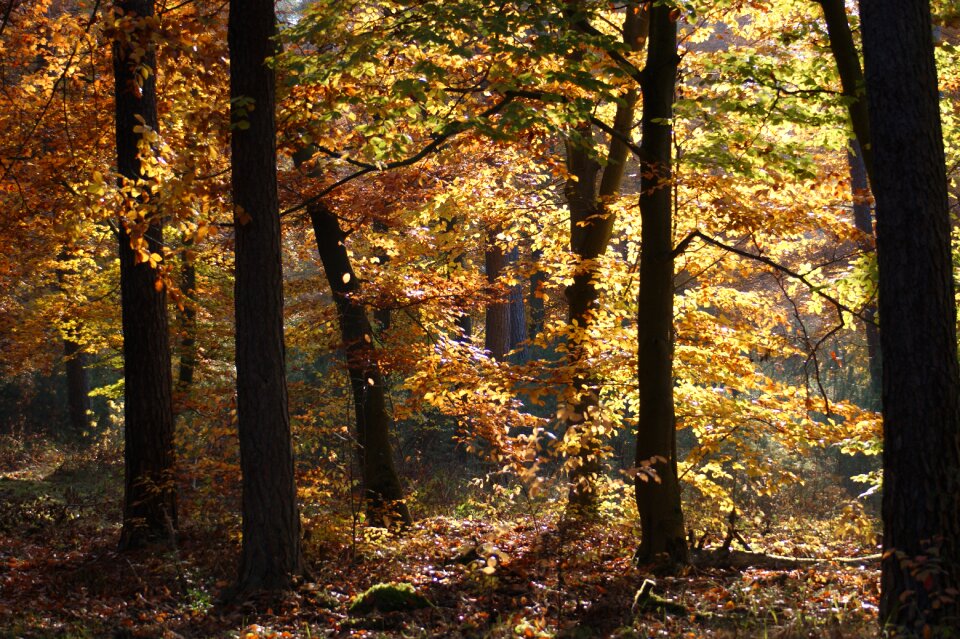 Away nature leaves