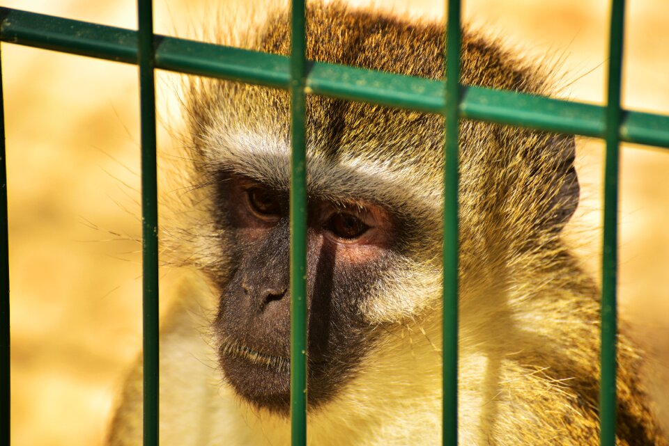 Grid animal mammal