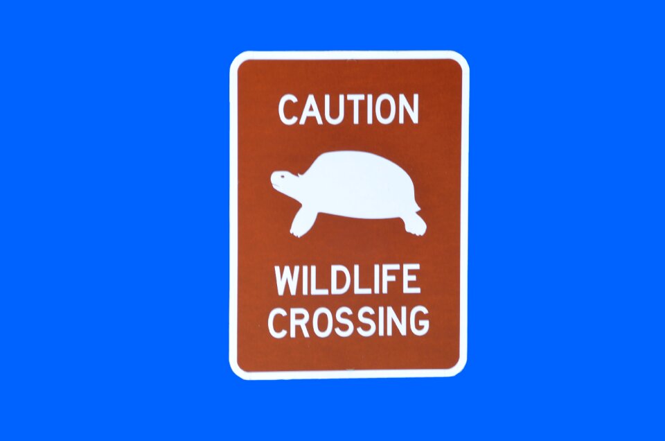 Isolated background wildlife
